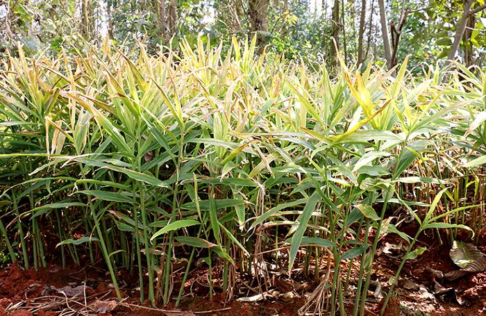 小黃姜種植基地