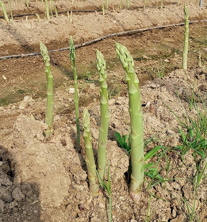 蘆筍種植基地