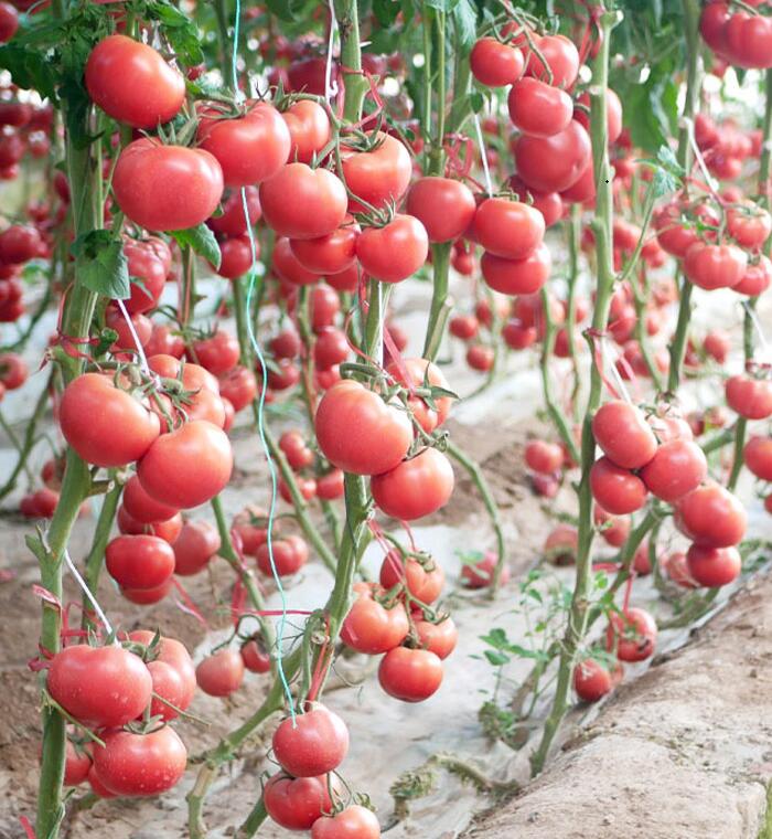 西紅柿種植基地